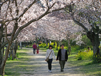 Enjoying the Cherry Blossoms