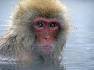 Snow Monkey