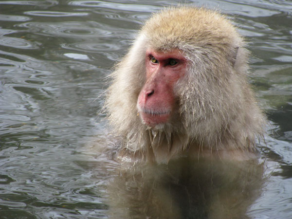 Snow Monkey at Jigokudani, Japan