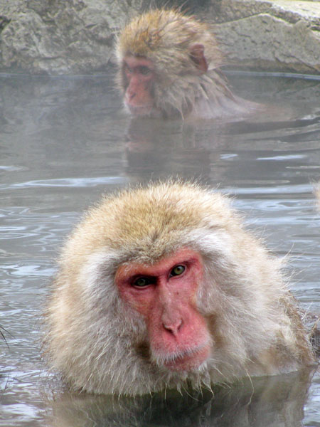 Snow Monkeys at Jigokudani, Japan