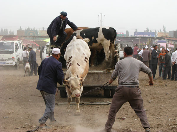Kashgar, China - Unloading Cattle at Sunday Market
