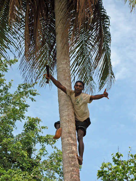Coconut Hunter on Mansinam Island, Papua, Indonesia