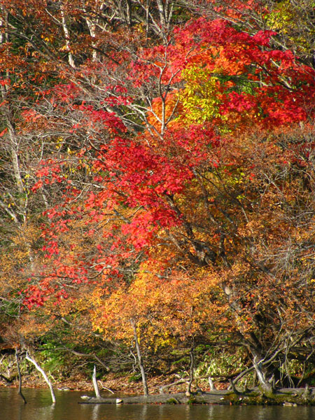 Nikko, Japan - Fall Colors