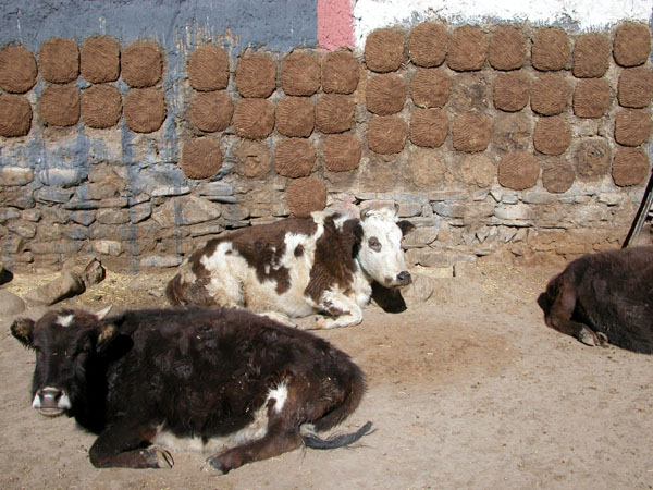 Very Difficult to Teach the Cows to Back Up to the Walls!