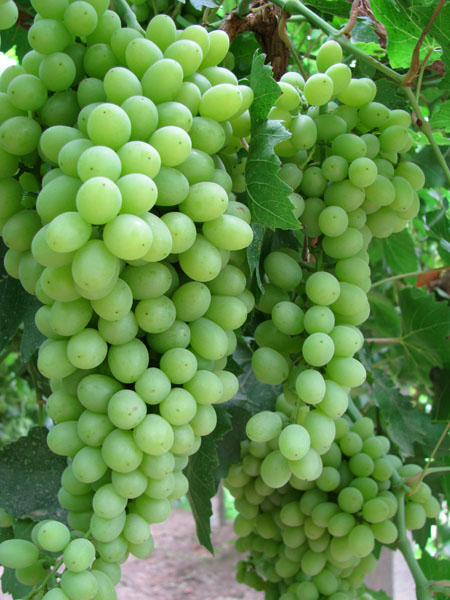 Turpan, China - Grapes